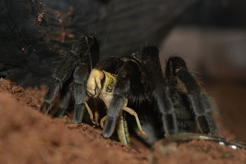 Brazilian Black Tarantula eating