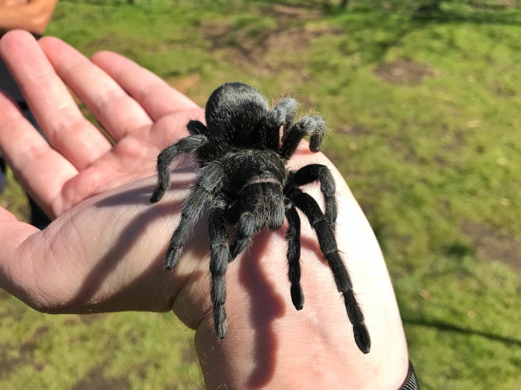 Brazilian Black Tarantula in person's hand