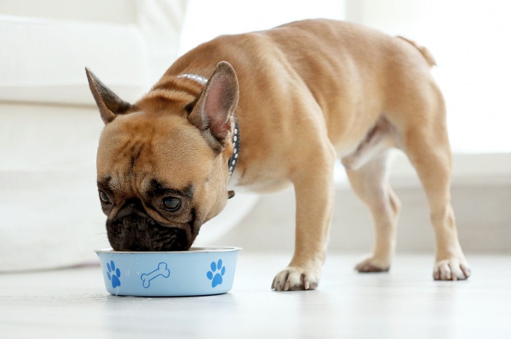 bulldog eating food_Africa Studio, Shutterstock