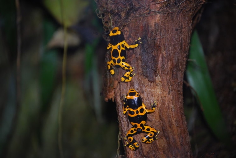 bumblebee poison dart frog_Undise_Shutterstock