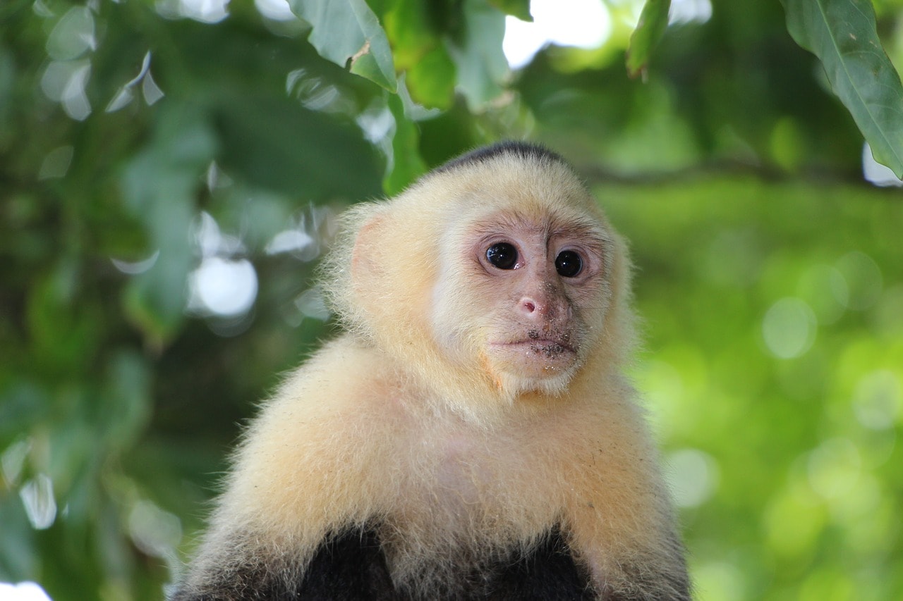 capuchin in the tree