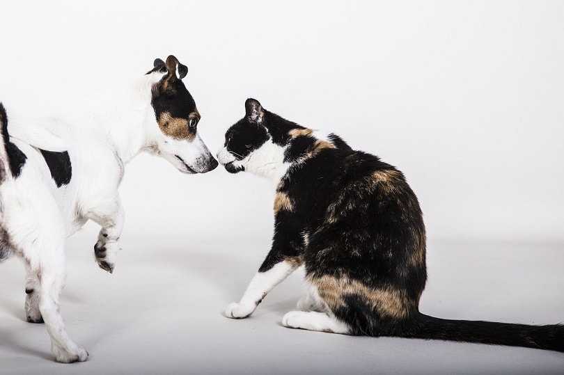 Are Cats Smarter Than Dogs? Here's What Science Says | Pet Keen