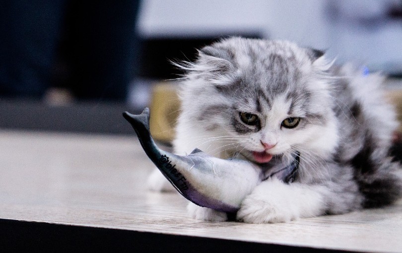 cat catching fish