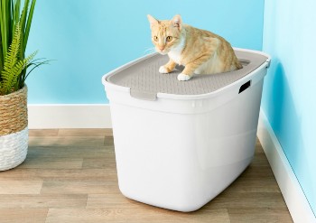 cat in litter box