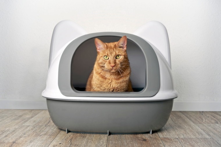 caja de arena para gatos_Lightspruch_Shutterstock