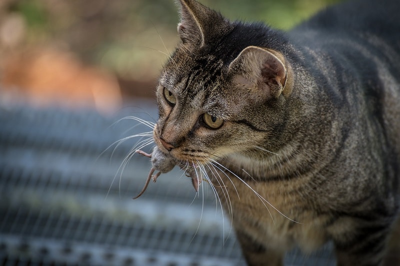 How to Stop a Cat From Bringing Dead Mice Home (5 Proven Methods) | Pet Keen