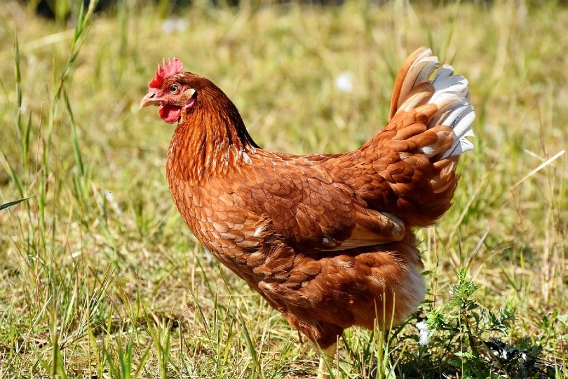 Do Chickens Make Good Pets? What You Need To Know | Pet Keen