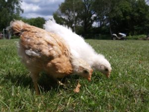 chicks in grass_Piqsesl