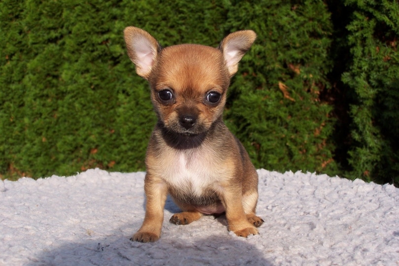 chihuahua puppy_Manuela Federspiel_Pixabay