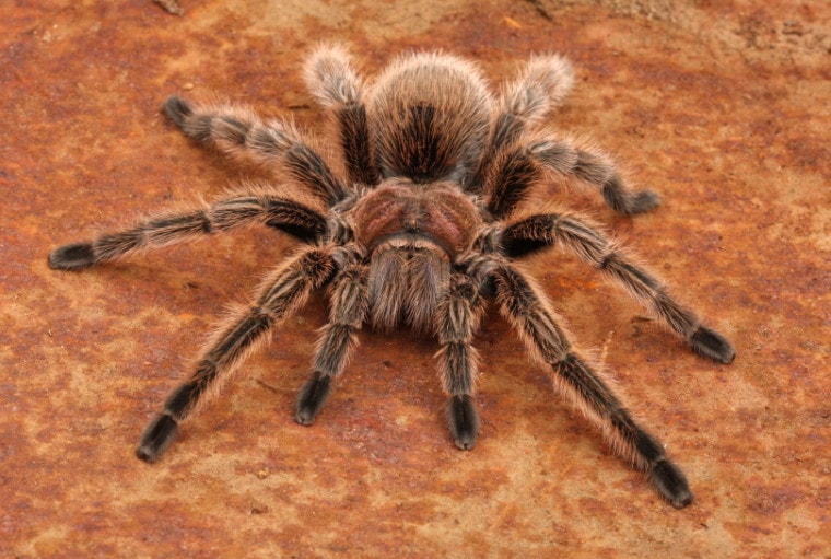 chilean tarantula_Audrey Snider-Bell_Shutterstock