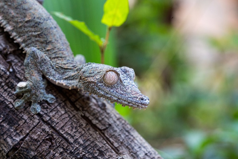 close up Giant leaf-tailed gecko