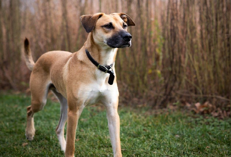 closeup of a Black Mouth Cur in a park