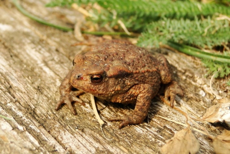 common tree frog_Krzysztof Niewolny_Pixabay