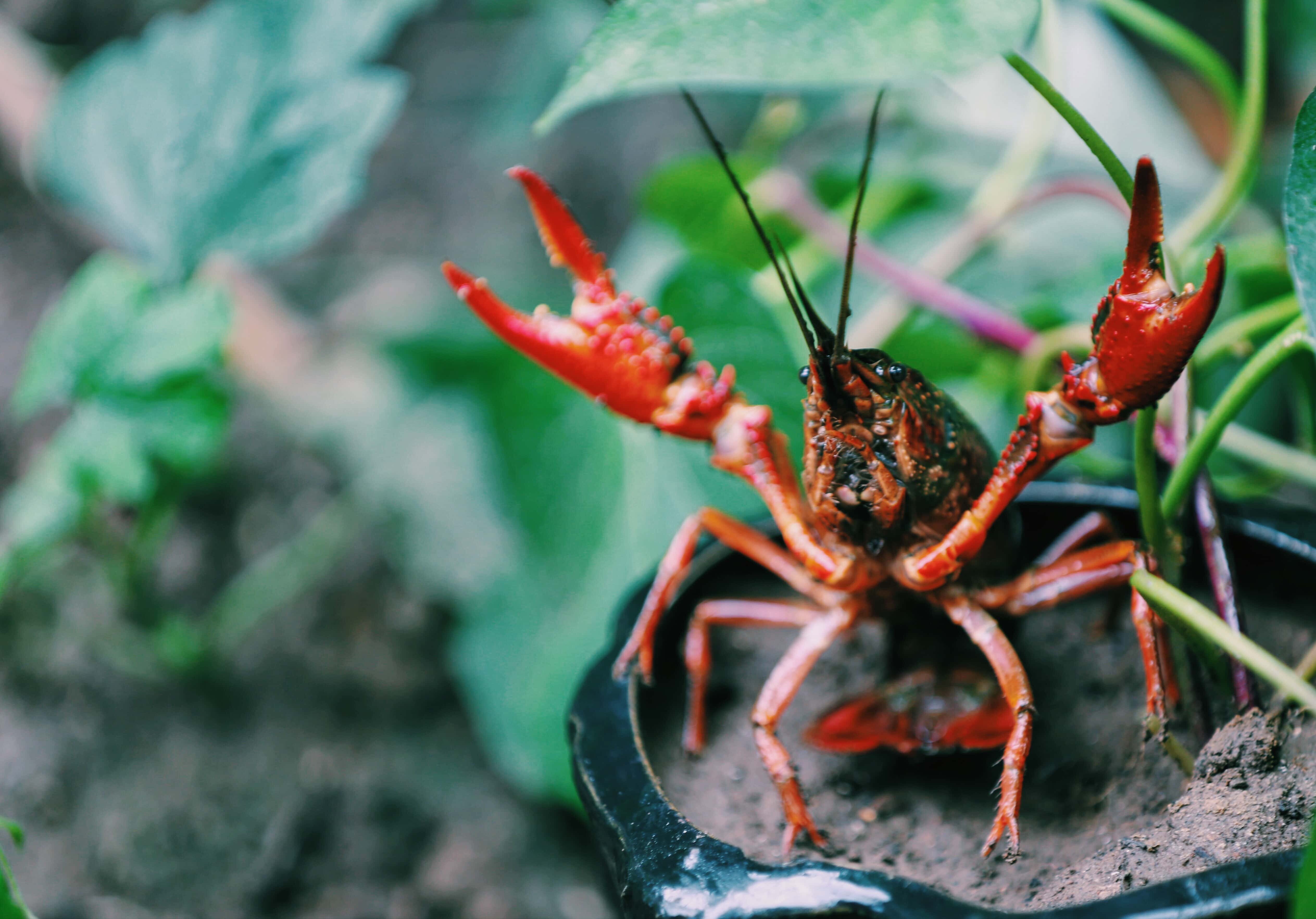 crayfish on the plant