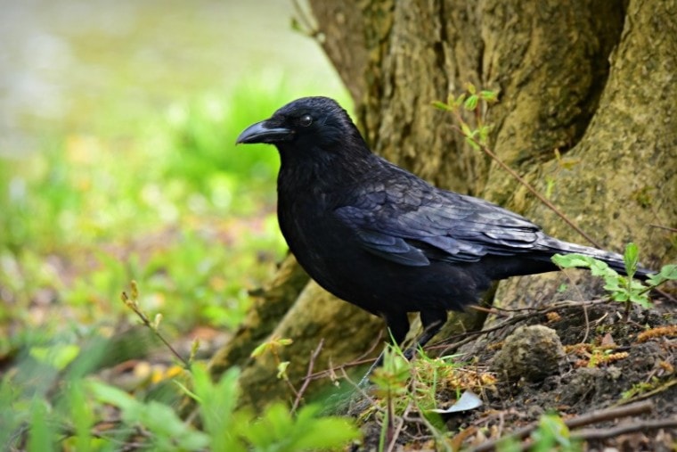 crow bird_Mabel Amber_Pixabay