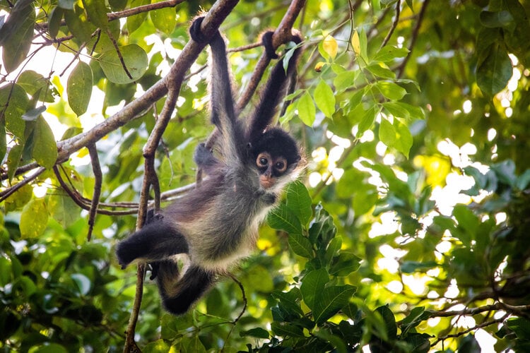 cute spider monkey swinging from tree