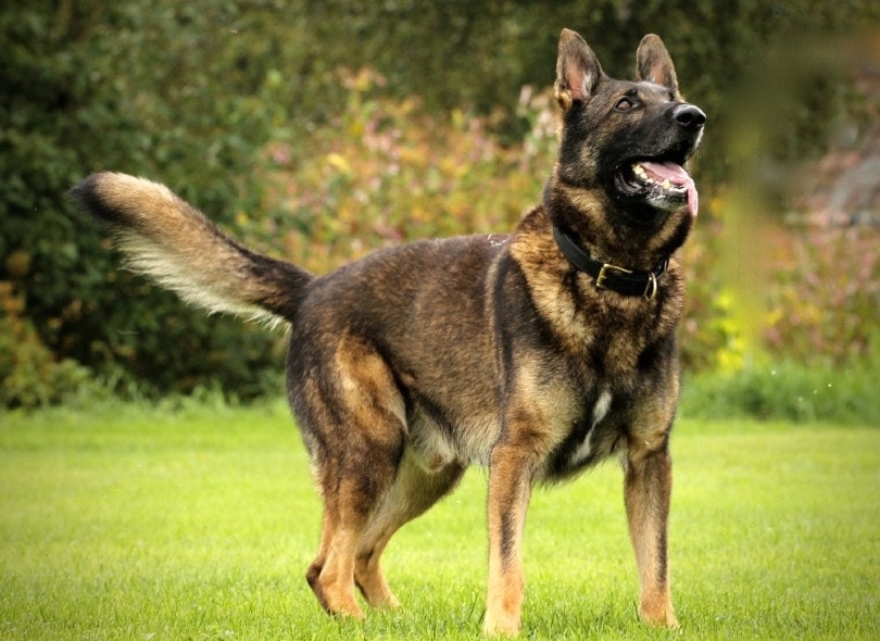 A Dark Sable German Shepherd dog