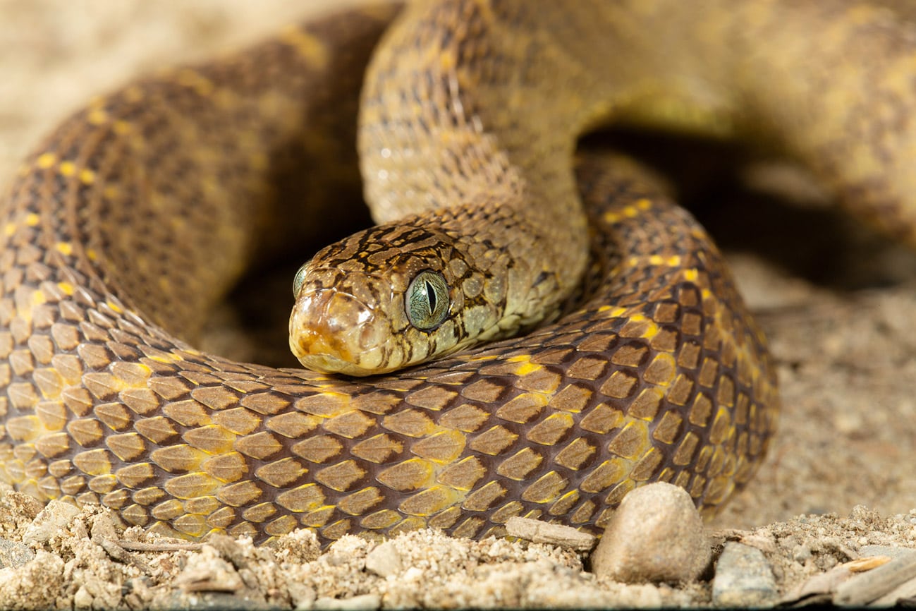 9 Snakes That Don't Eat Mice & Other Rodents (With Pictures) | Pet Keen