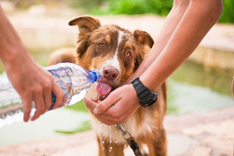 कुत्ता पानी की बोतल से पीता है
