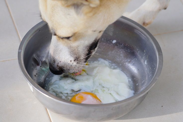 कुत्ता नरम उबले अंडे खाता है