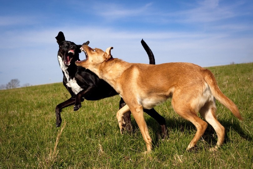 कुत्तों की लड़ाई