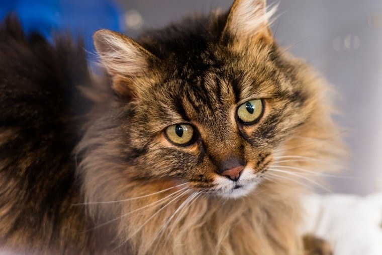 Domestic Longhair Cat Breed: Info, Pictures, Temperament & Traits | Pet Keen