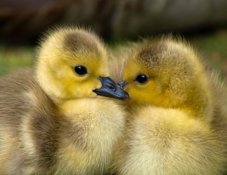 ducklings close up