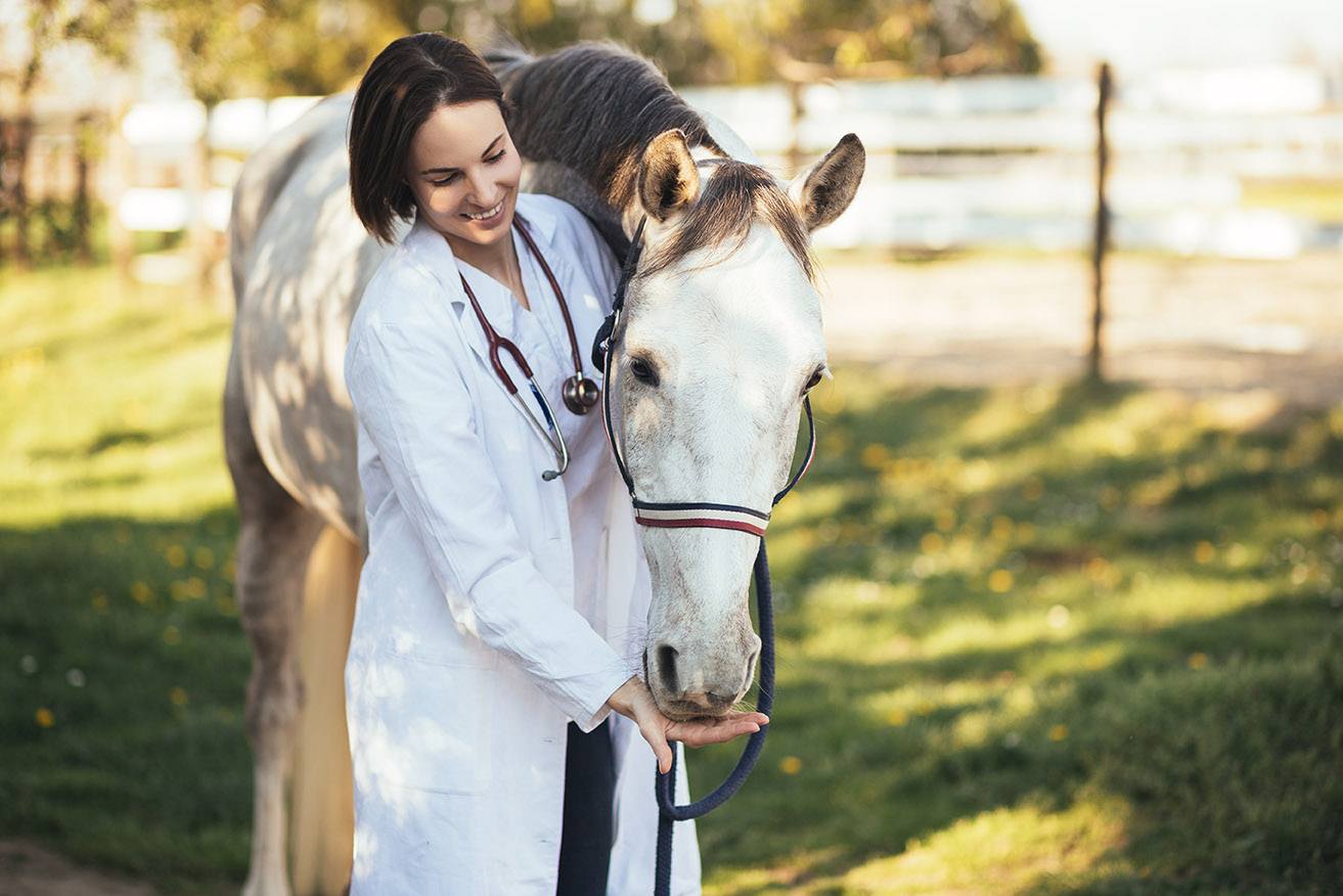 equine nutritionist