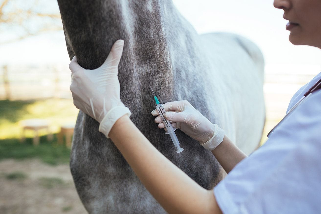 equine veterinarian giving vaccine