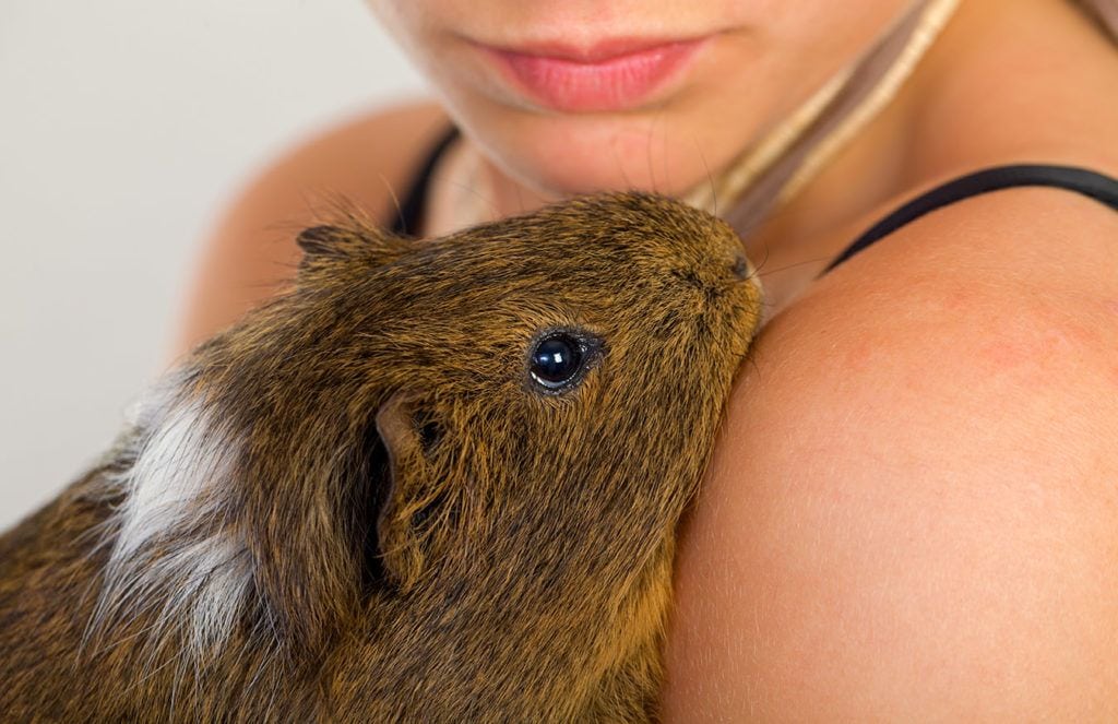 female cuddles with guinea pig