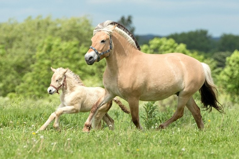 Fjord Horse Mare and Foal