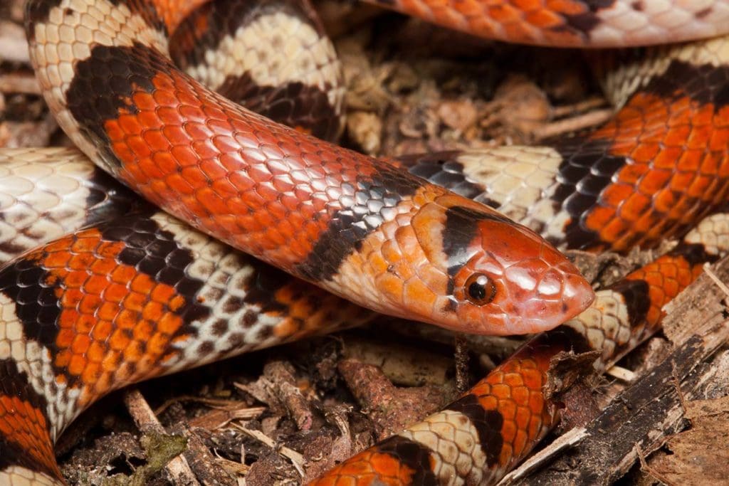 florida scarlet snake - Beautiful Snakes