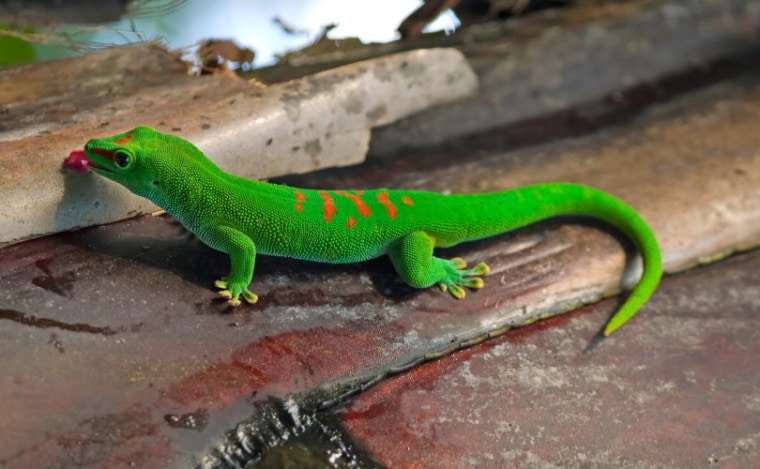 giant day gecko_Evgeny Murtola_Shutterstock