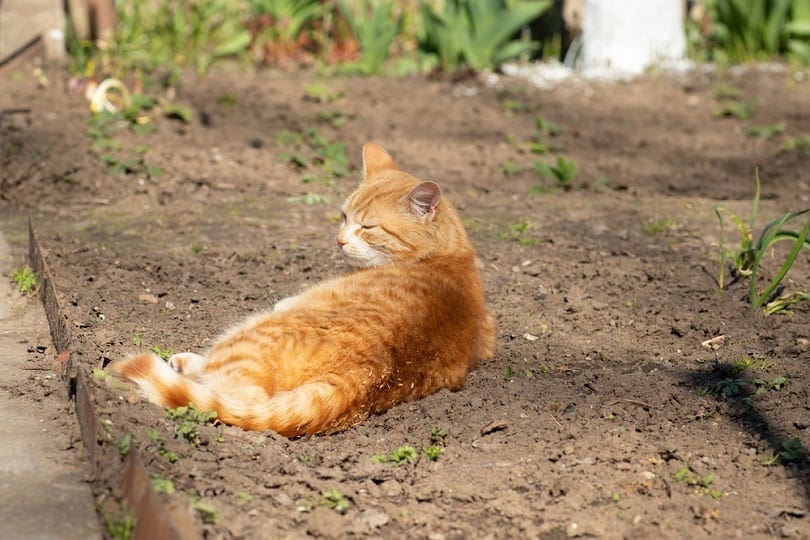 ginger-cat-basking-on-flower-bed_Evghenia_shutterstock