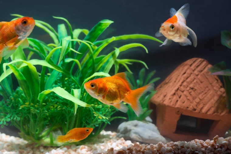 goldfish and guppies in tank