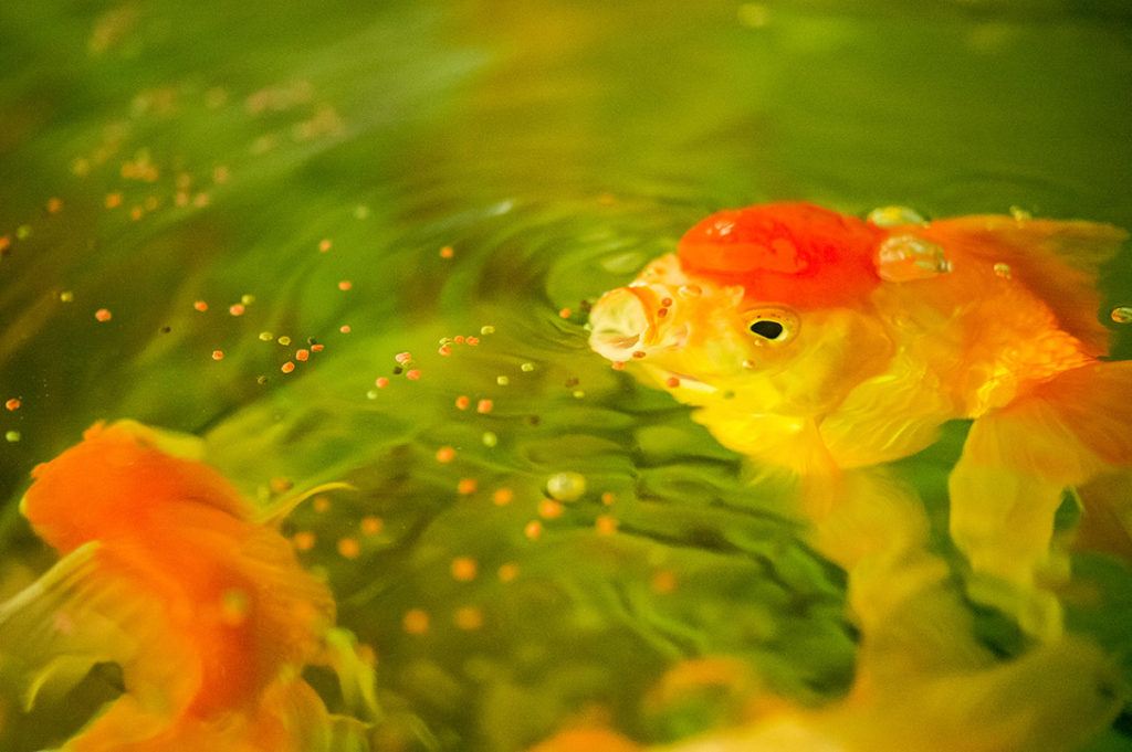 Goldfish eating_Rabbitmindphoto, Shutterstock
