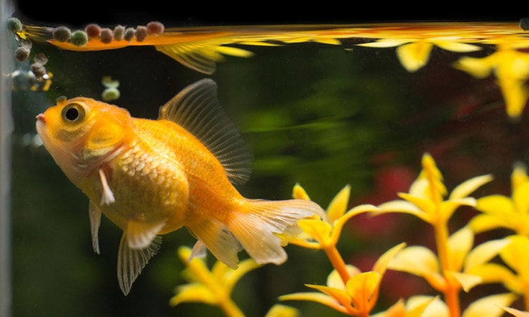 goldfish eating
