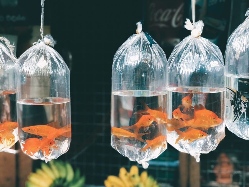 goldfish in plastic bag_Piqsels