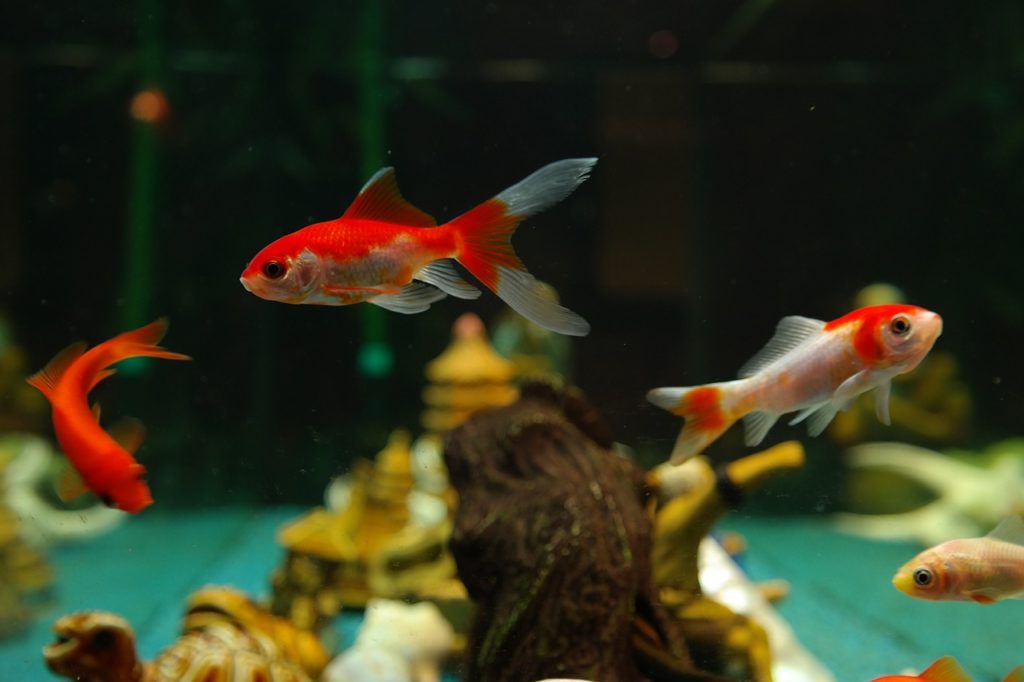goldfish inside tank