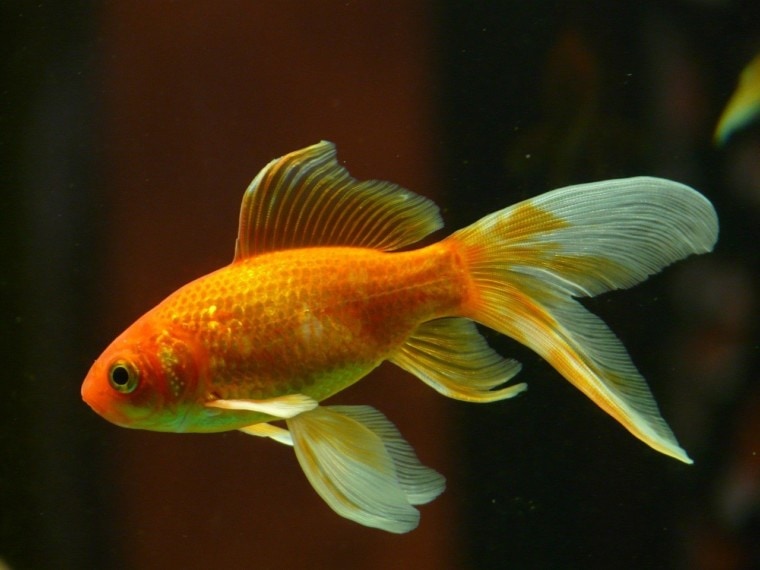 goldfish veiltail