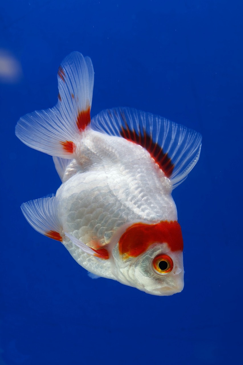 goldfish white