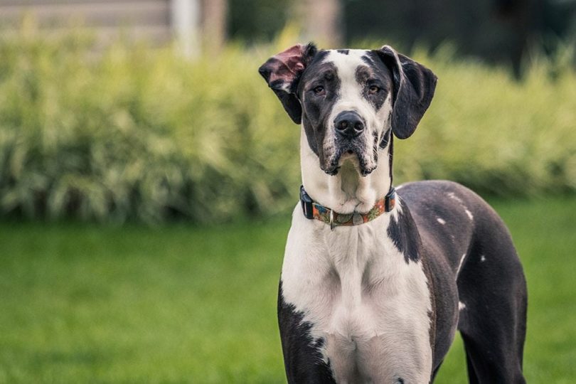 Great Dane Complete Guide, Info, Pictures, Care and More! Pet Keen photo