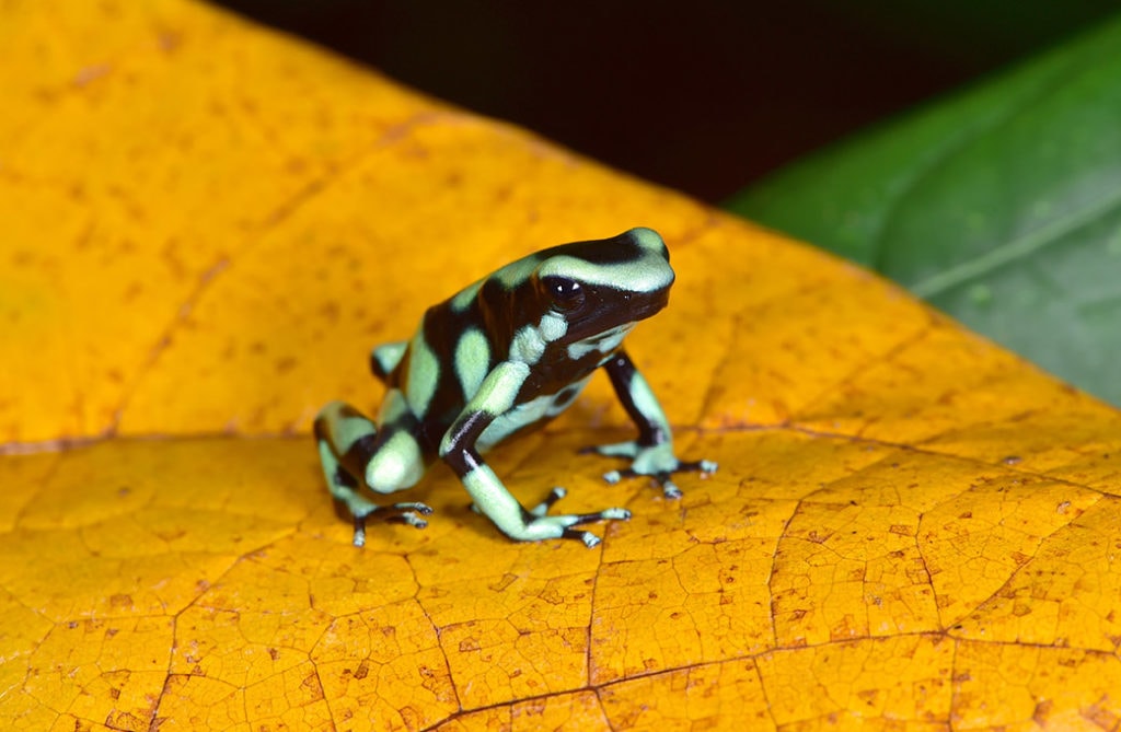 The Happiness-Inducing Cute Frogs (2022) green and black poison dart frog on a leaf