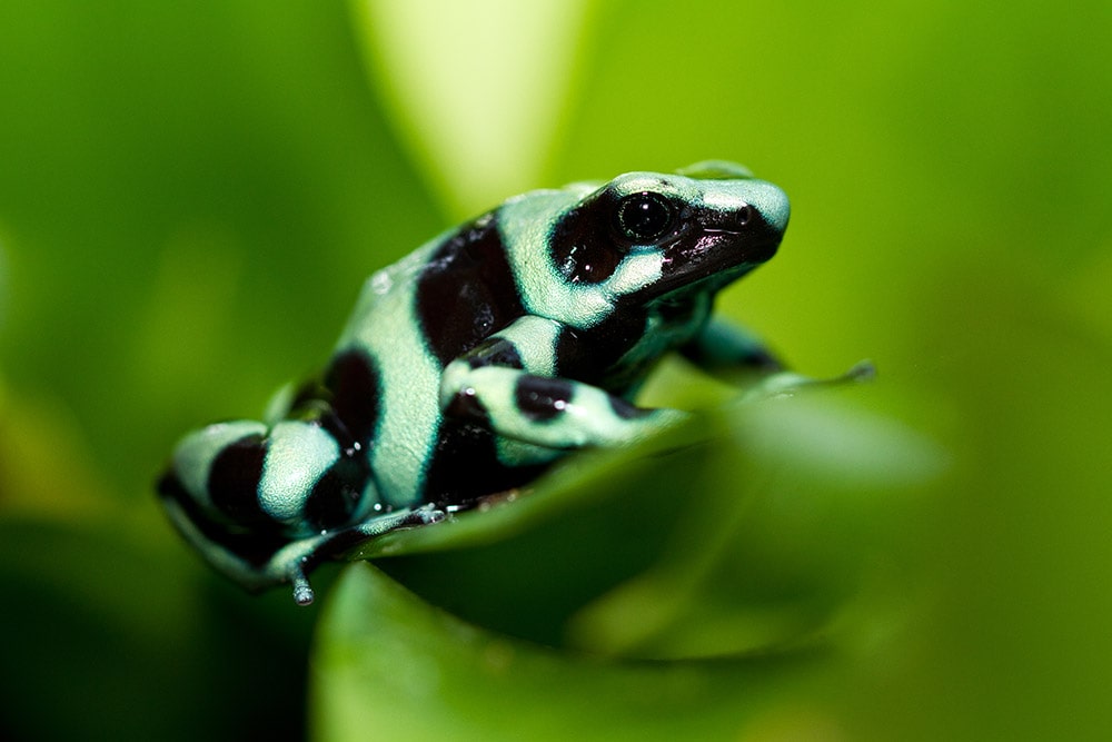 green and black poison dart frog