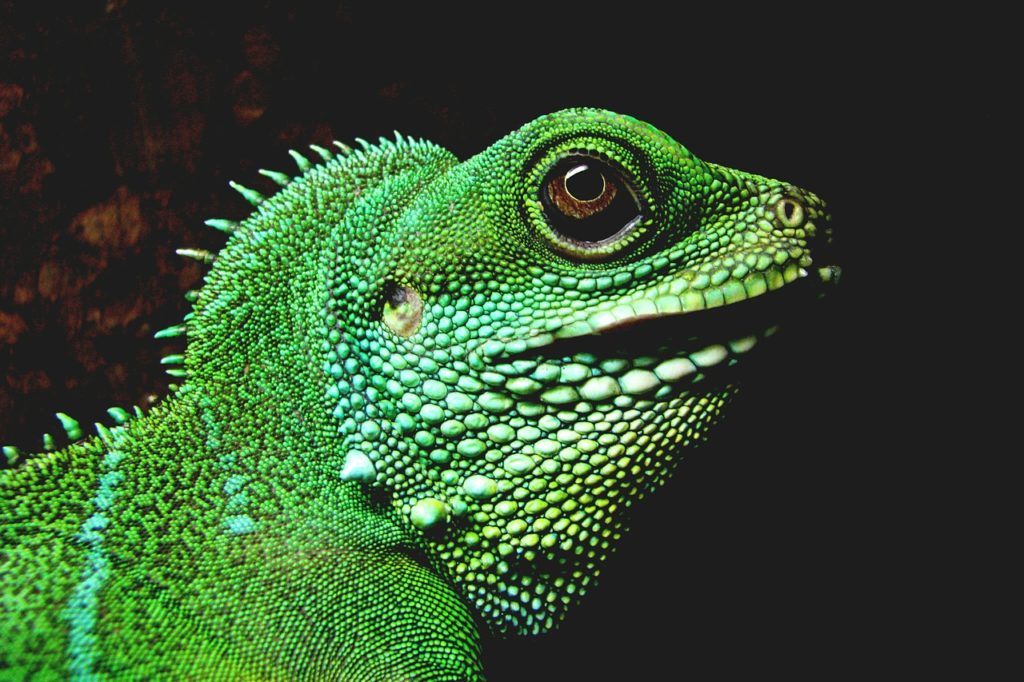 green iguana head