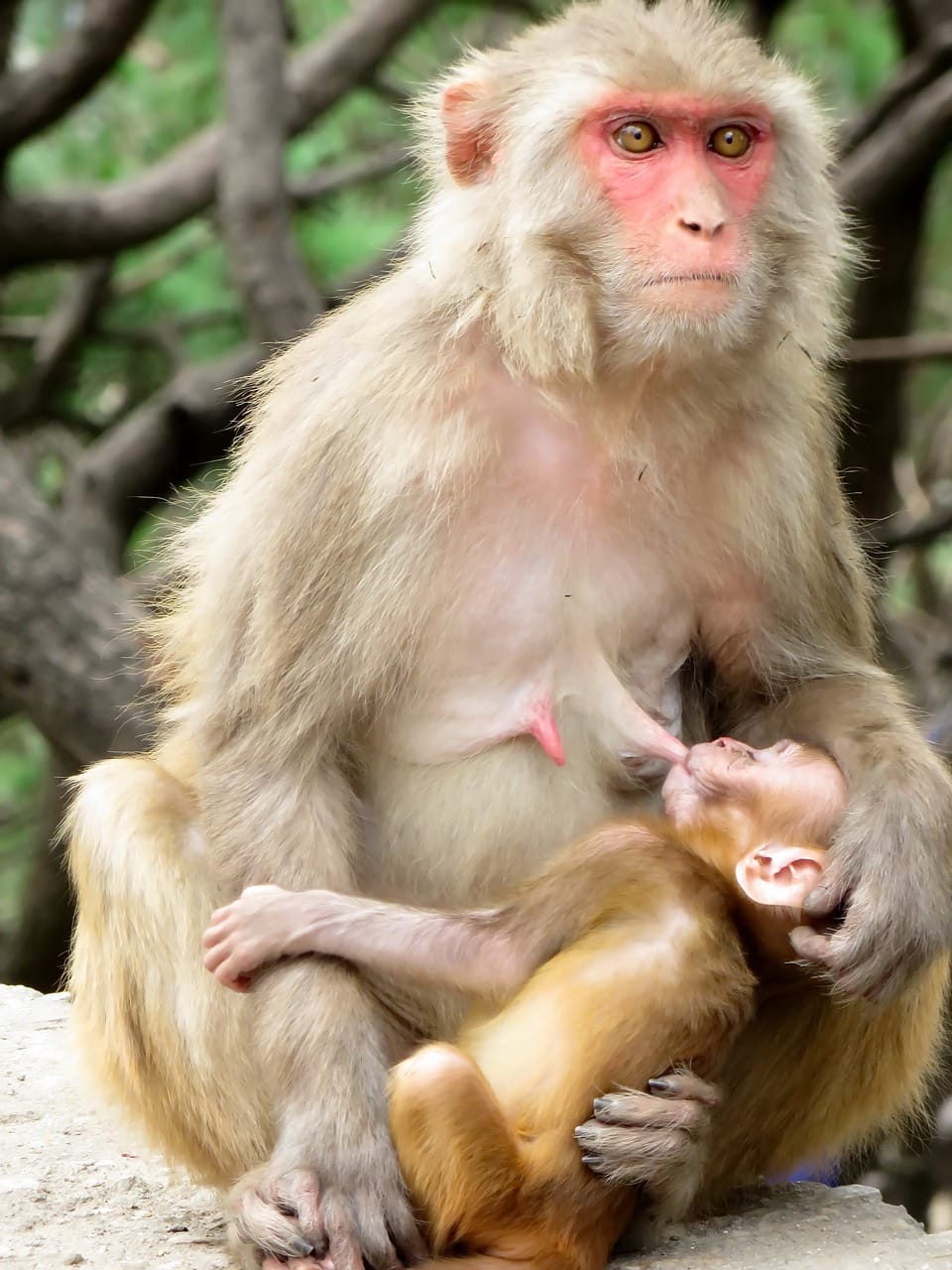 guenon feeding baby monkey