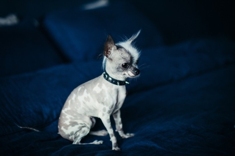 hairless and chihuahua mix_Rosa Jay_shutterstock