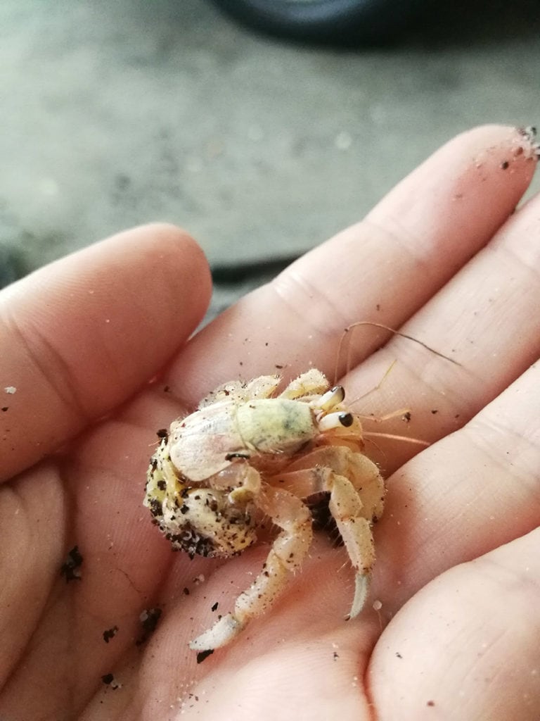 hermit crab no shell