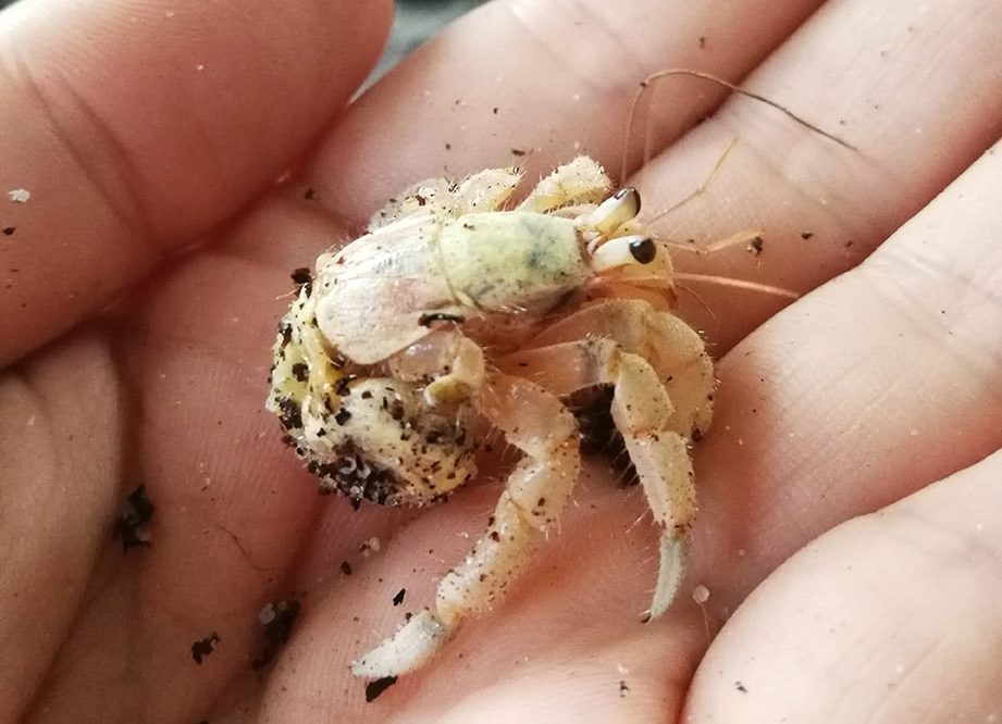 hand carrying hermit crab without shell