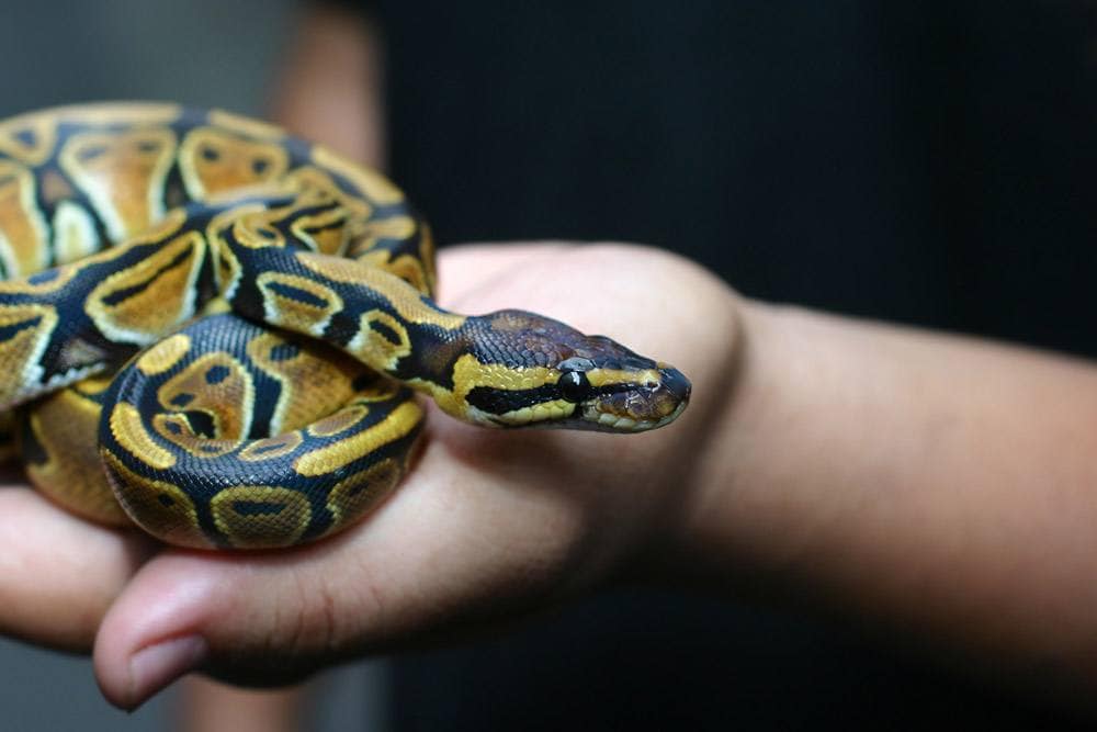 hand holding a ball python